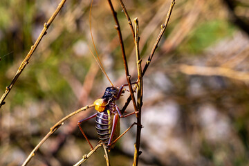 Mountain cricket perched on a branch. Insects of the Sierra de Guadarrama