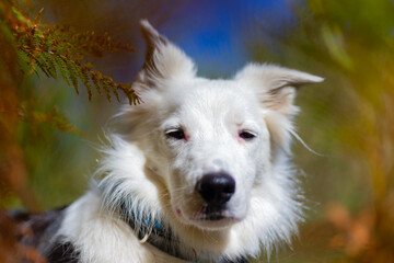 Purebred Border Collie dog lying among the ferns during the fall. Purebred dogs.