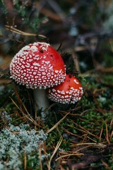 red fly agaric