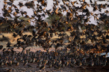 Red-billed quelea flock