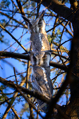 White faced owls in a tree