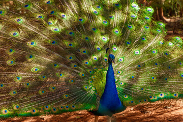 Obraz premium Portrait of a beautiful peacock with feathers sticking out.