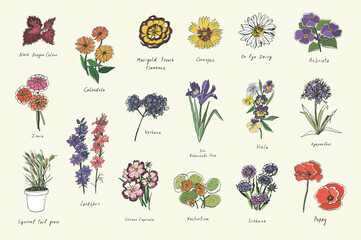 spring flowers vector color illustrations set