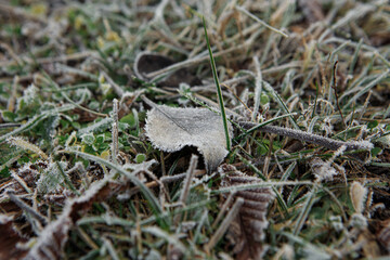 Frost on fallen leaves in late autumn or early winter, frost on the grass at the first frost.