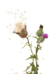 Flying seeds of dry thistle flower Carduus and fresh blooming thistle isolated on white background. Wild meadow plant Carduus acanthoides in autumn.