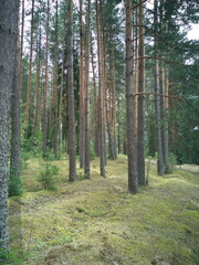Rare light forest in summer.