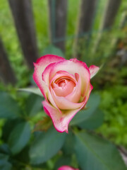 pink rose in garden