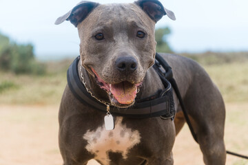 Pit Bull dog playing on the beach, enjoying the sea and sand. Sunny day. Selective focus.
