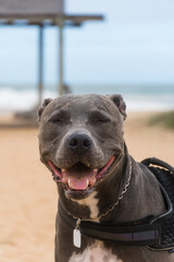 Pit Bull dog playing on the beach, enjoying the sea and sand. Sunny day. Selective focus.