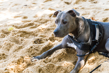 Pit Bull dog playing on the beach, enjoying the sea and sand. Sunny day. Selective focus.