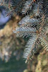 Branch of blue fir tree with is for Christmas decoration on a blue background. Vertical