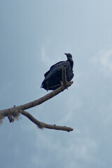 nature park animal peace