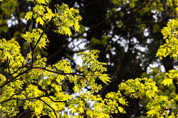 Twigs of maple tree with young green leaves and buds in spring in a park we see in the photo