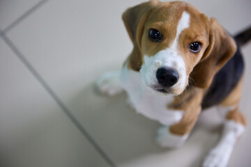 Funny beagle puppy is sitting on the tile floor with its paws spread apart and staring up intently