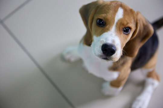 Funny beagle puppy is sitting on the tile floor with its paws spread apart and staring up intently