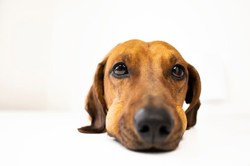 Portrait of a dachshund with swollen cheeks on a white background.