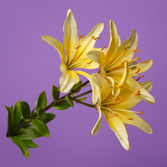 Branch of yellow lilies isolated on a purple background.