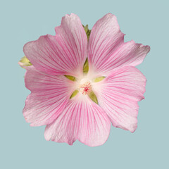 Inflorescence of pink mallow flowers isolated on blue background.