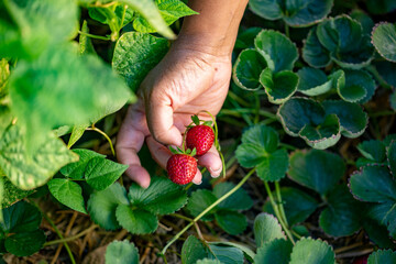 Woman picking strawberries - close up