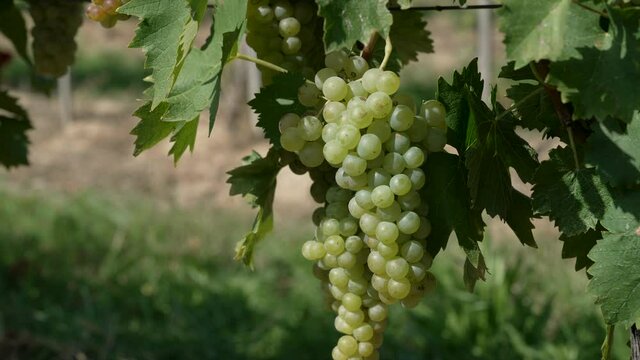 Bunch of white grapes, hanging on a vine. Top to bottom shot B-roll. Vineyard background