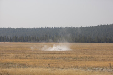 landscape in the forest
