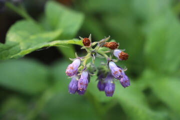 wildflowers