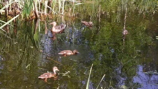 duck with ducklings swim in a forest lake. a brood of ducklings with their mother in the wild