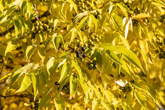 Bright beautiful yellow texture of Phellodendron amurense or Sakhalin Cork Tree leaves with black fruit is on the blue sky background in the park in autumn