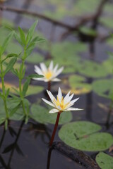 water lily in the pond