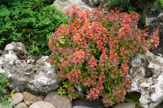 Barbaris thunbergii bush with bright red leaves in the park