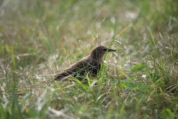 starling in the grass