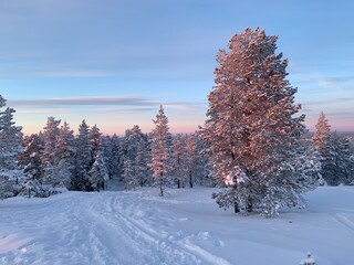 snowy landscape with trees and sunset in Lapland