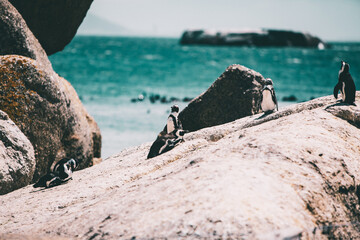 South African penguins on the rocky shore on a sunny day