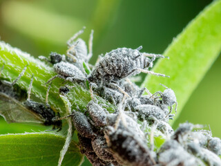 Black Bean Aphid Colony Close-up. Blackfly or Aphis Fabae Garden Parasite Insect Pest Macro on Green Background