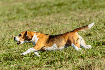 Naklejka na ściany i meble Beagle dog running and chasing coursing lure on field