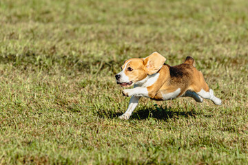 Beagle dog running and chasing coursing lure on field