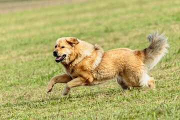 Tibetan mastiff dog running in and chasing lure on field