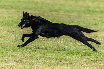 Belgian sheepdog running and chasing coursing lure on field