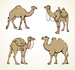 Camel. Vector sketch