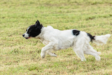Fototapeta premium Landseer dog running and chasing lure on field