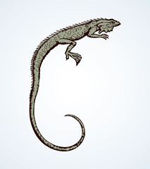 Iguana. Vector drawing