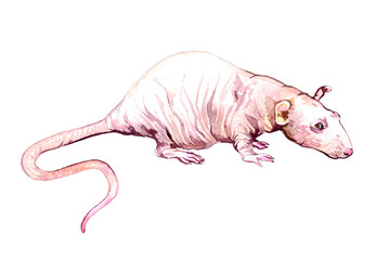 Hairless (fancy, Rattus norvegicus domestica) rat side view, hand painted watercolor illustration