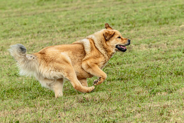 Obraz na płótnie Canvas Tibetan mastiff dog running in and chasing lure on field