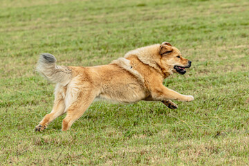 Fototapeta na wymiar Tibetan mastiff dog running in and chasing lure on field