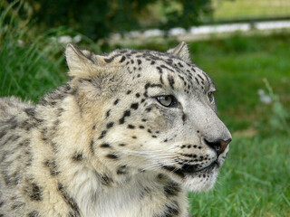 Fototapeta na wymiar Snow Leopard in a zoo environment