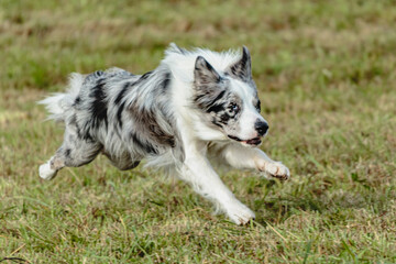 Border collie dog running and chasing coursing lure on field