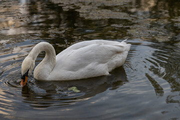 White swan swims on the river