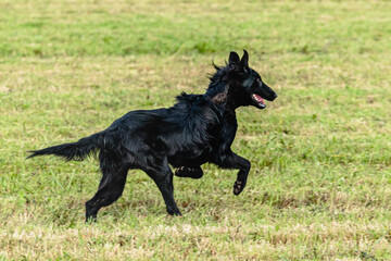 Belgian sheepdog running and chasing coursing lure on field