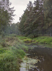 Fototapeta premium A small river flows through a picturesque forest. Bright green grass on the bank of a forest river. Evening landscape with a river in an old forest.