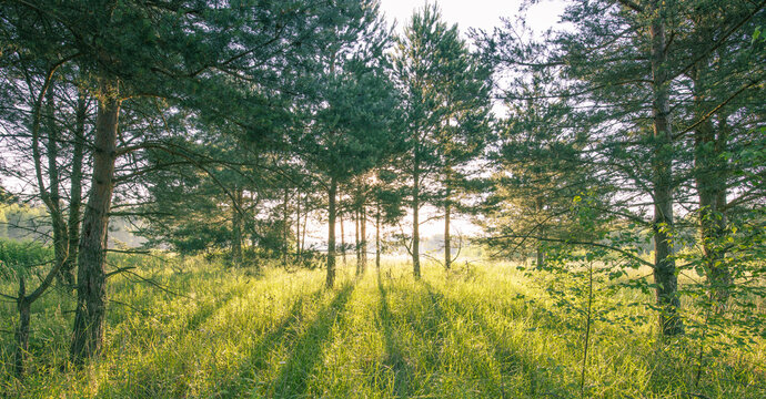 The sun peeks through a young pine forest at sunset with trees creating a mysterious atmosphere of light rays.